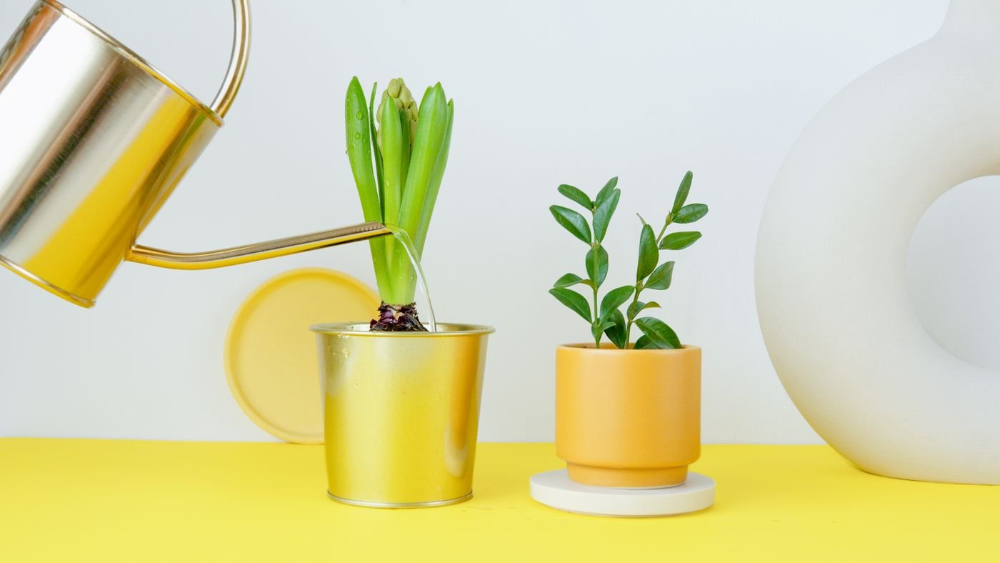Regador despejando água em plantas em vasos, com uma zamioculca jovem ao lado