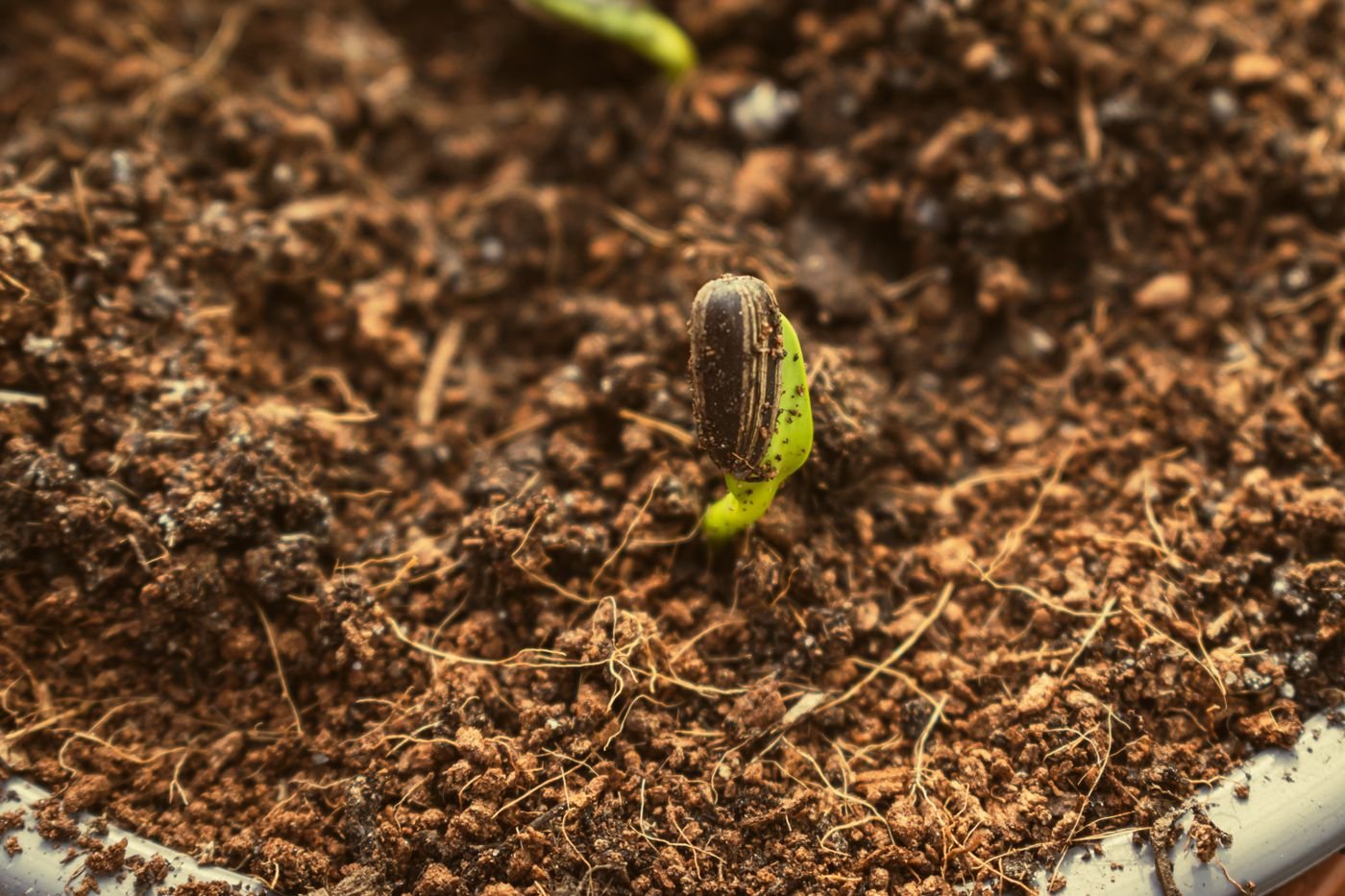 Semente de girassol germinando na terra, com a casca ainda presa ao broto