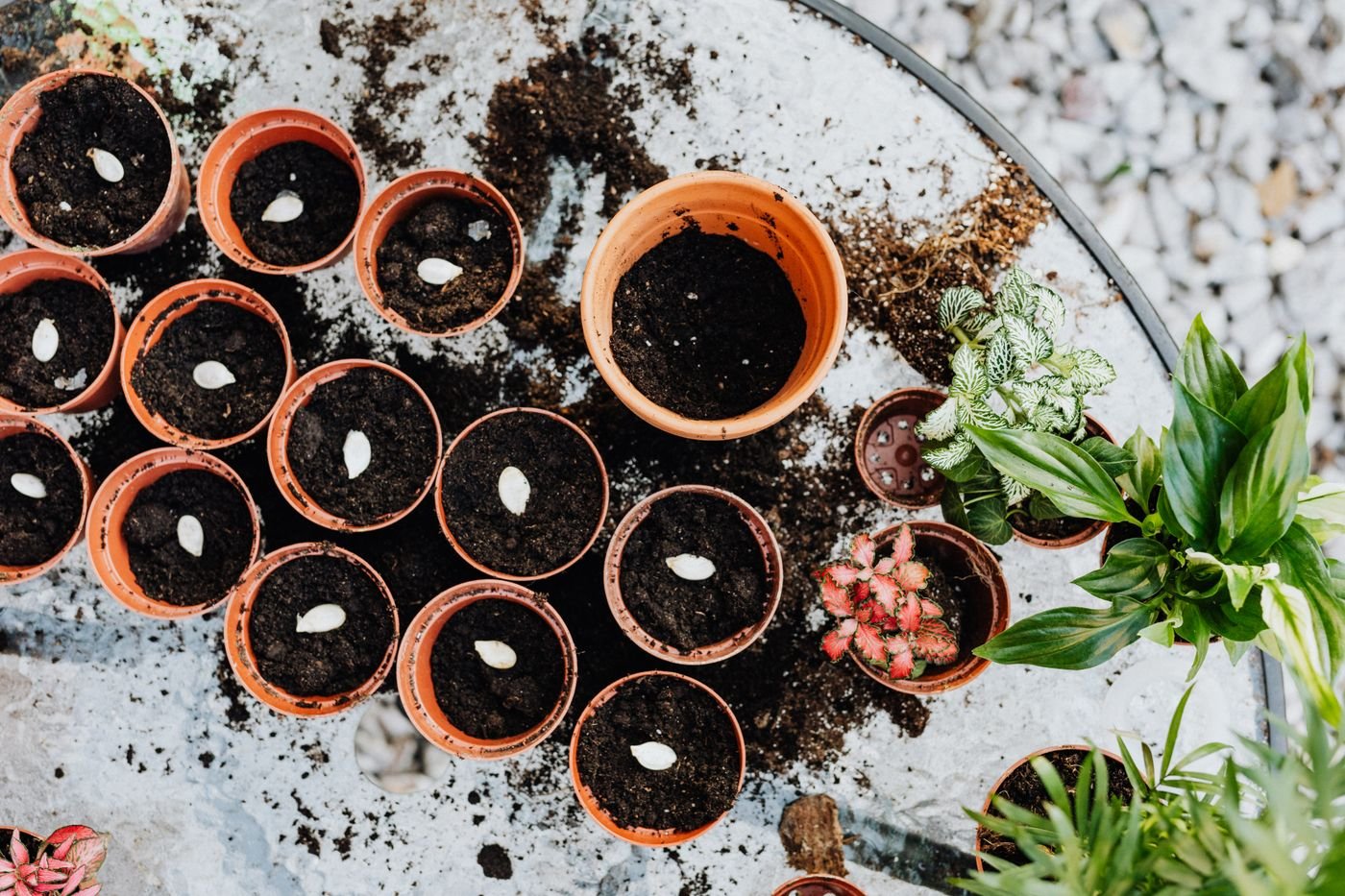 Vasinhos de barro com terra e sementes prontas para o plantio