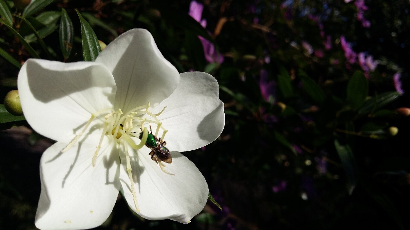 Pequena abelha verde visitando uma flor branca recém-aberta