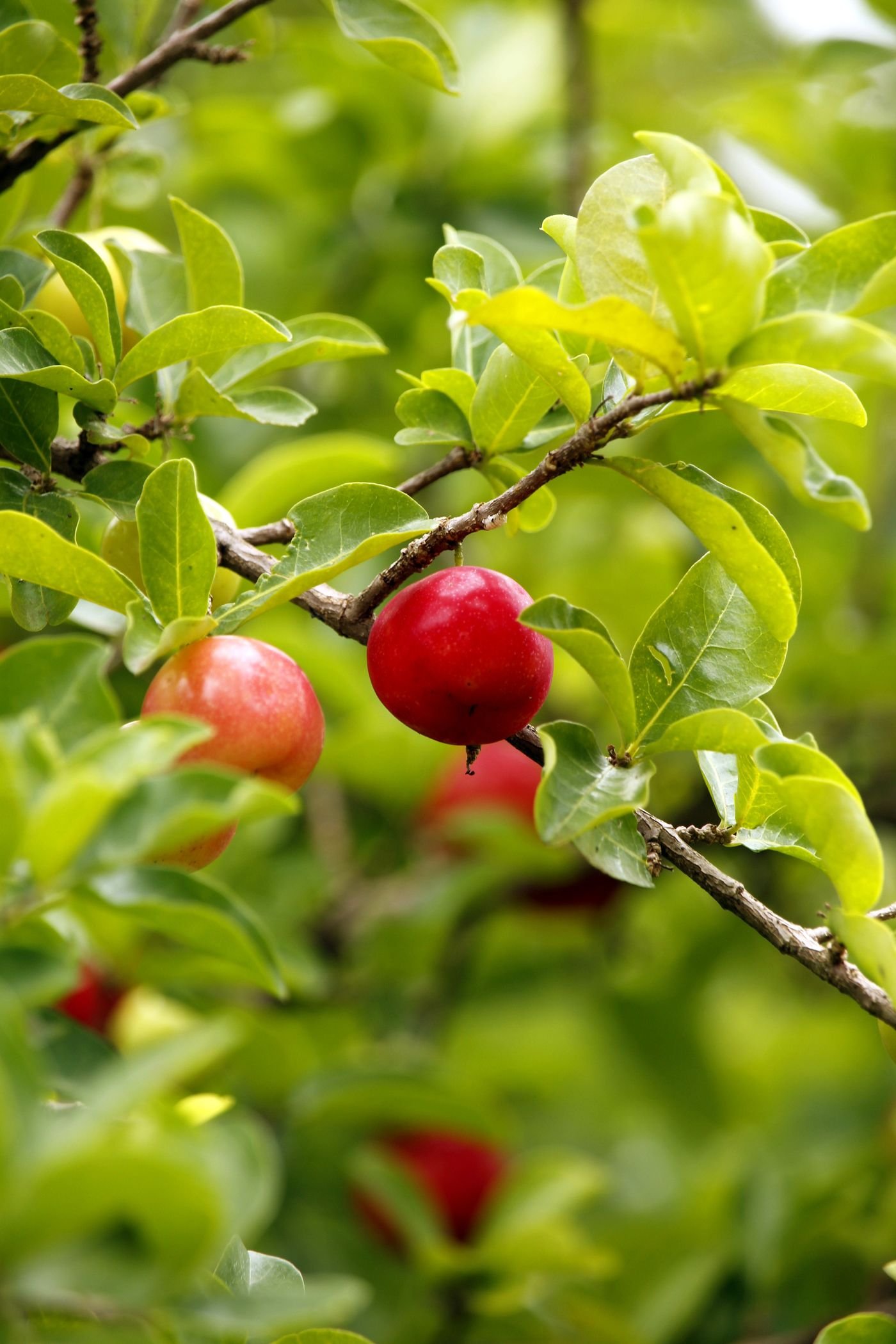 Acerola madura vermelha pendurada no galho da aceroleira