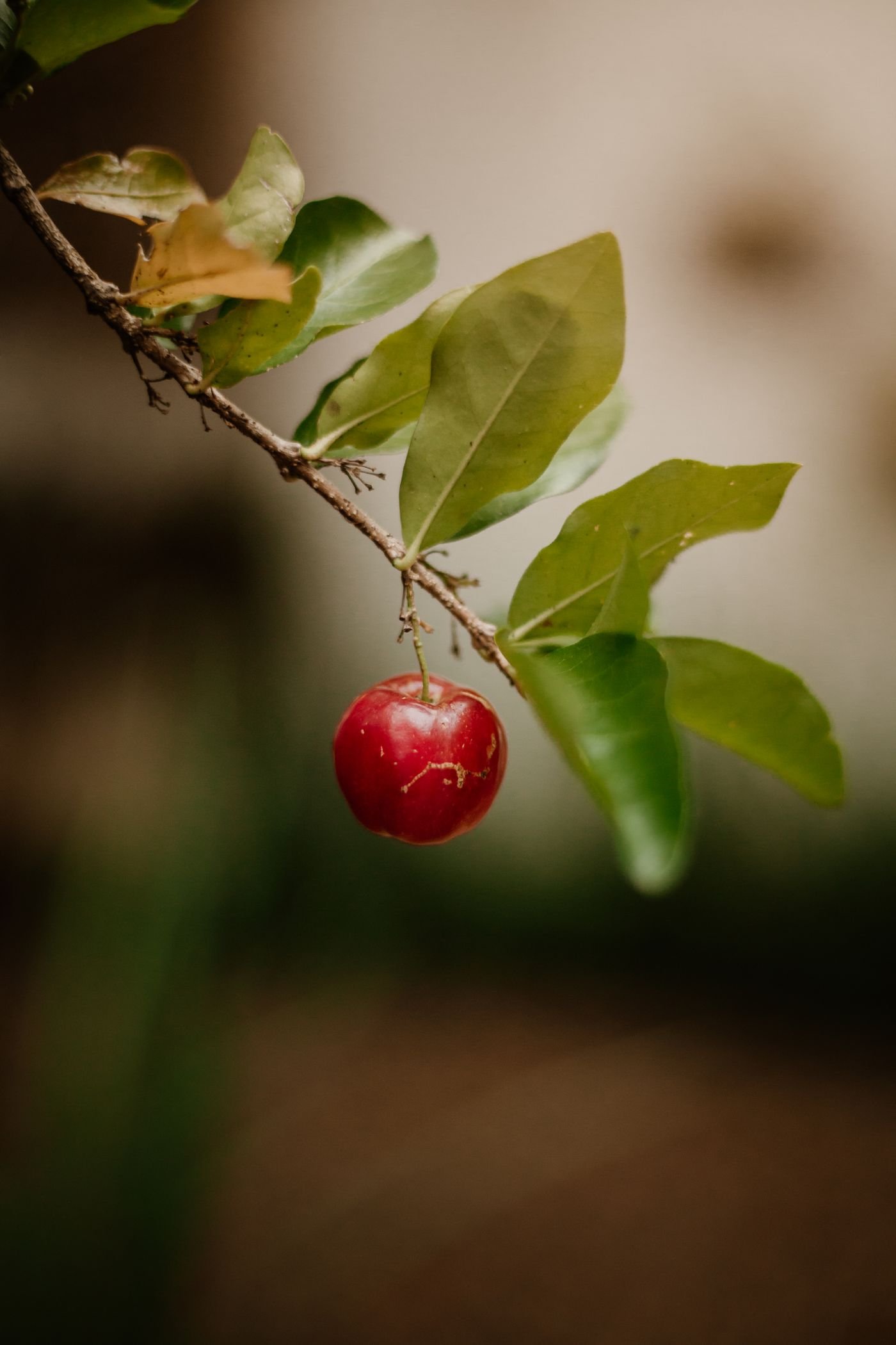 Fruto vermelho brilhante pendurado entre folhas verdes