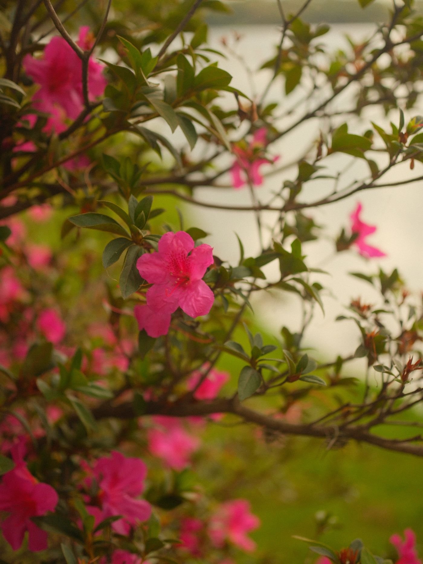 Arbusto com flores pink em um jardim