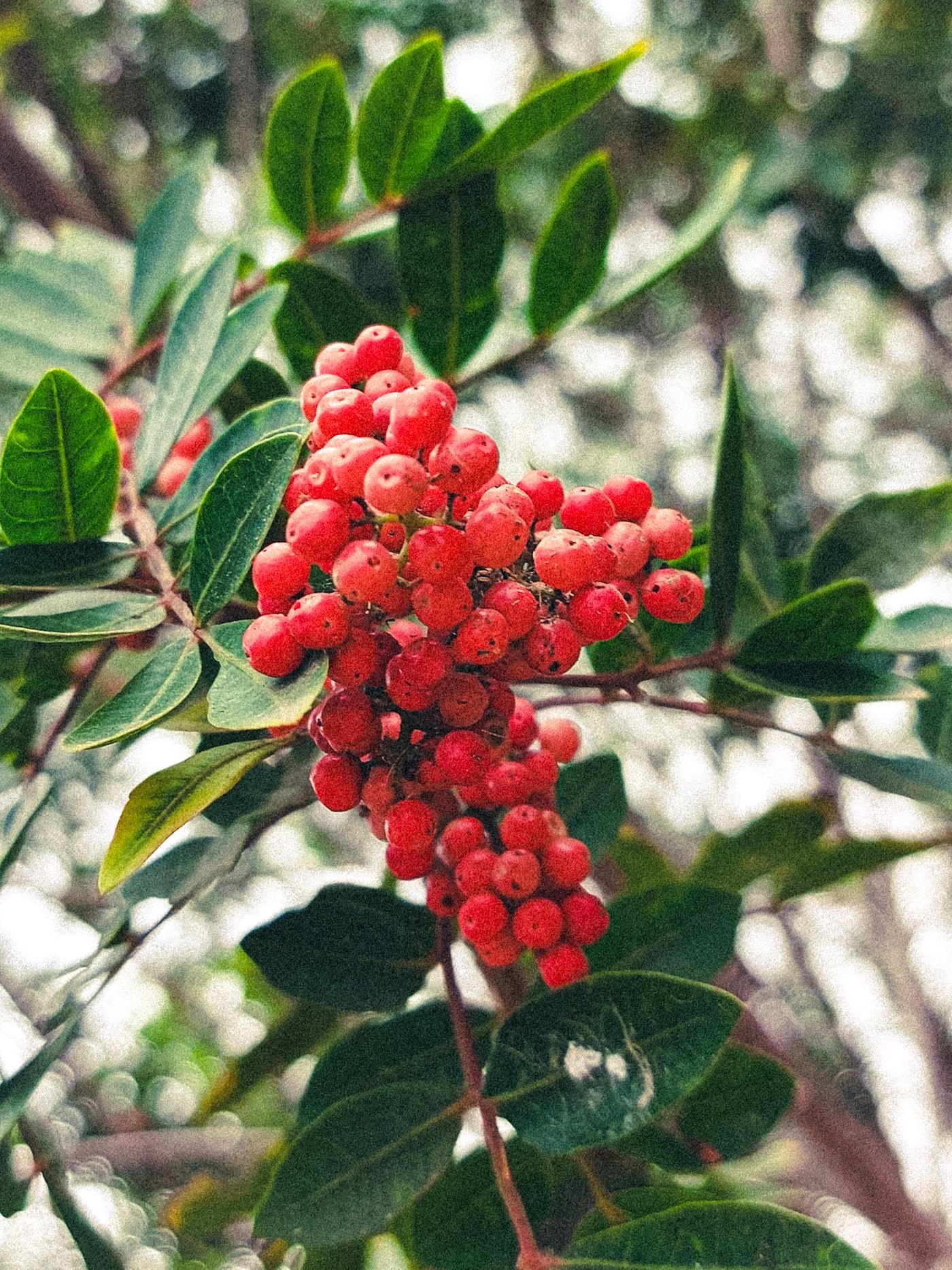 Galho de aroeira-pimenteira carregado de frutos vermelhos