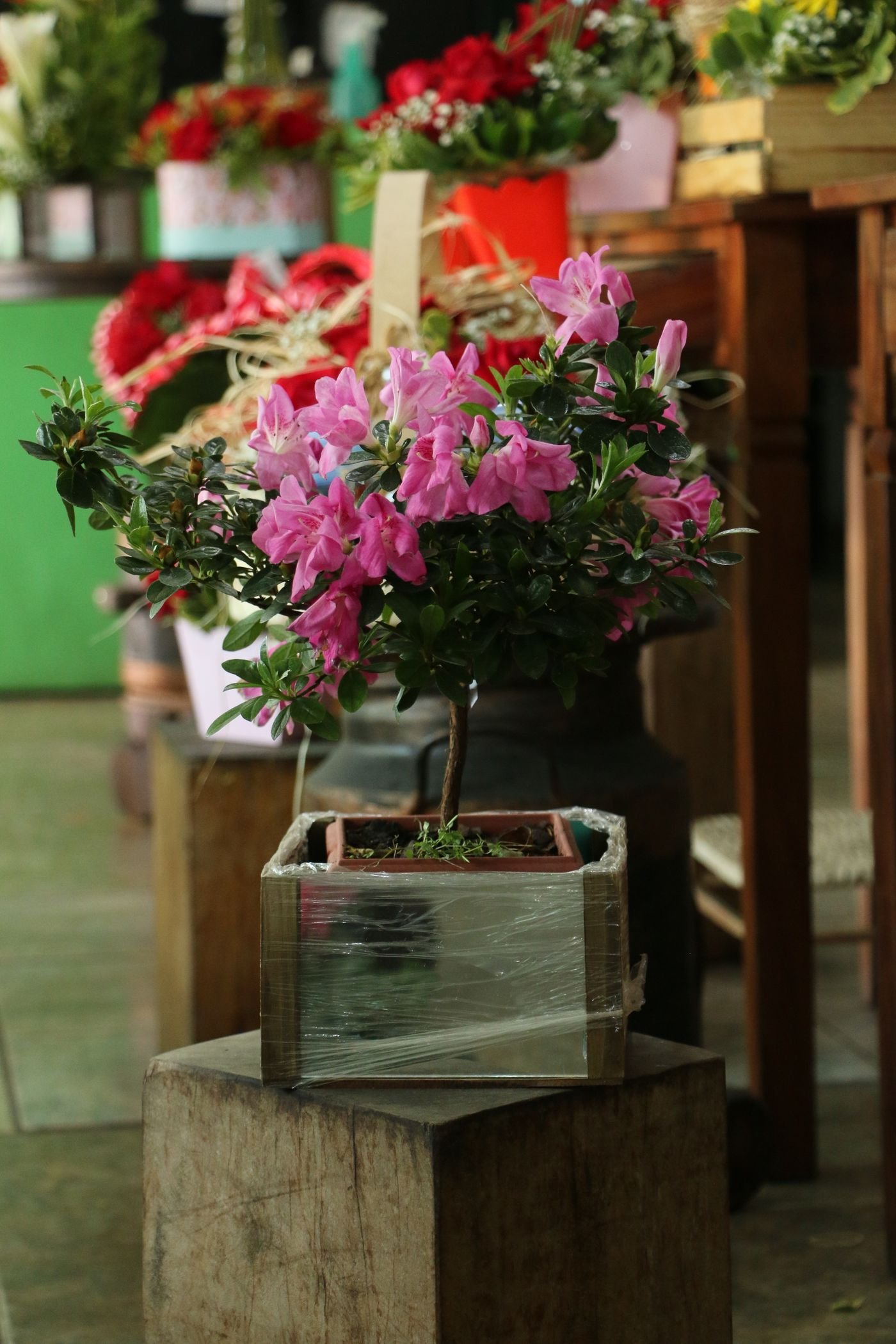 Azaleia florida em vaso em uma floricultura