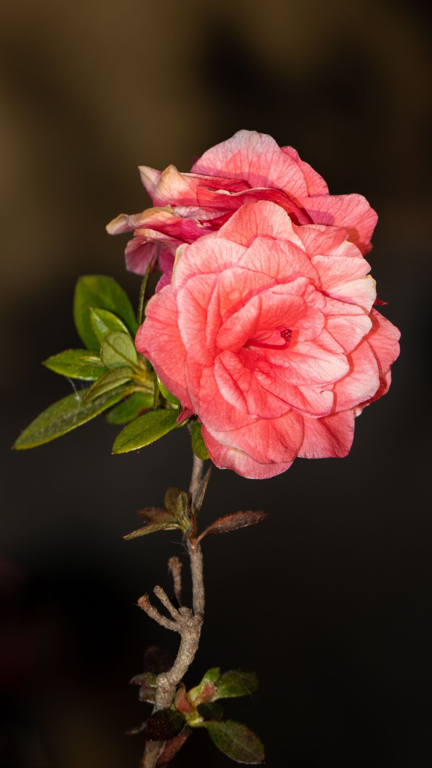 Flor de azaleia rosa dobrada vista de perto