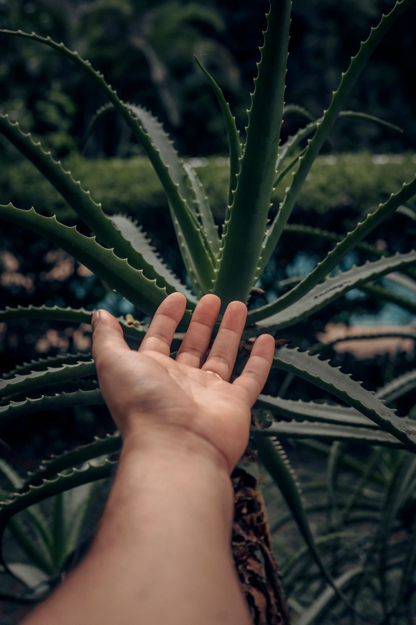 Mão próxima às folhas espinhosas de uma babosa grande no jardim