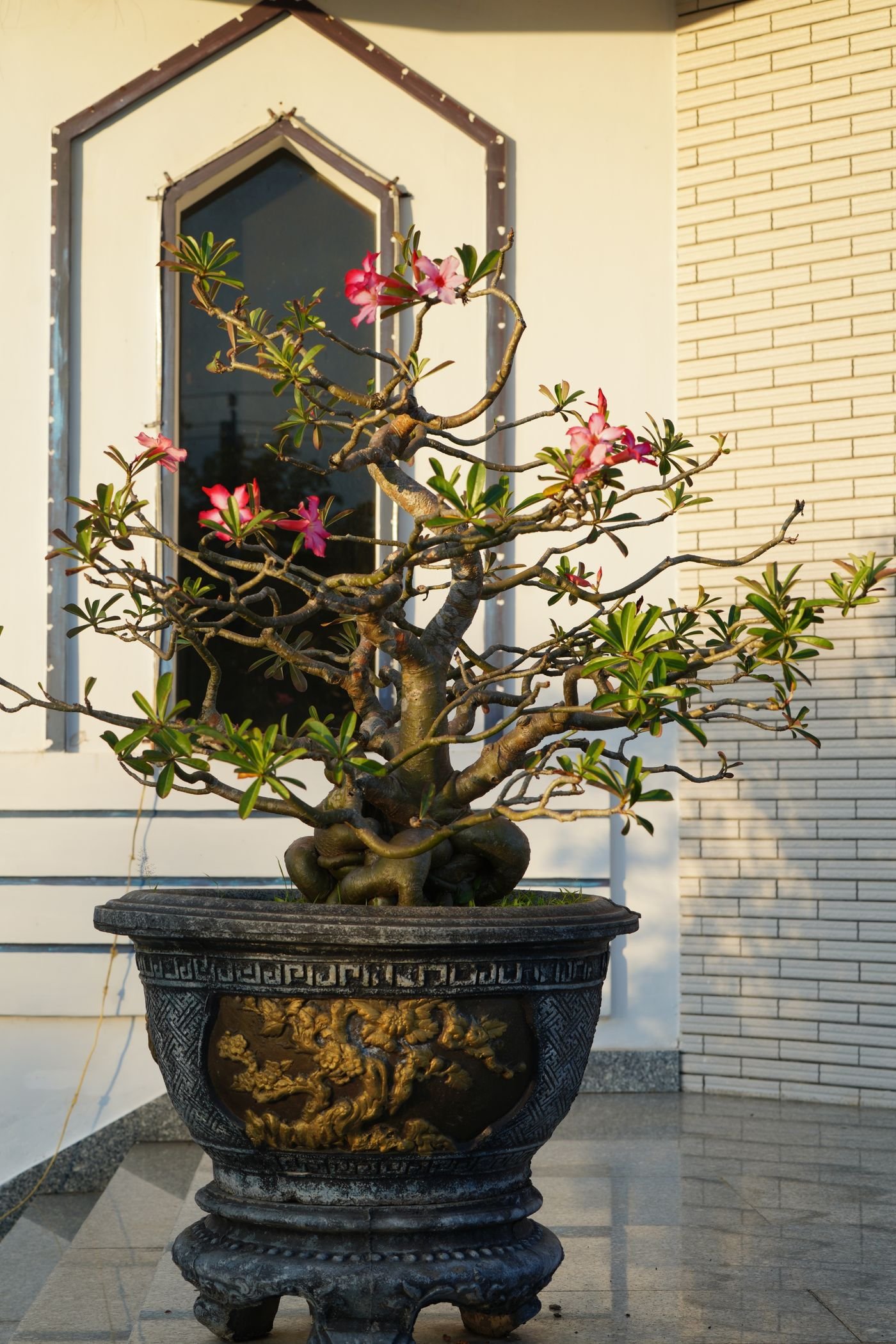 Bonsai de rosa-do-deserto florido em vaso decorado