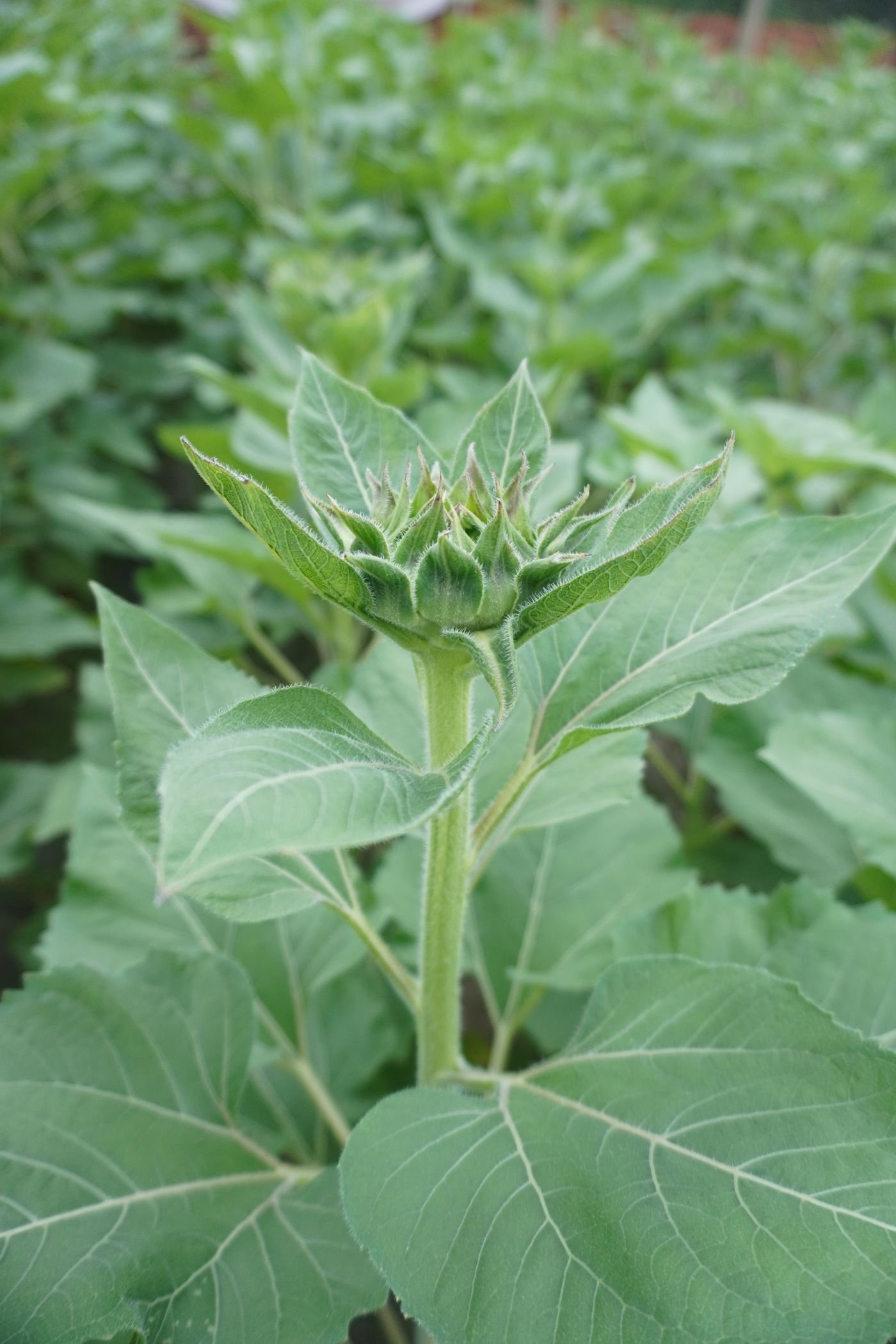 Planta jovem em botão, ainda na fase em que acompanha o sol