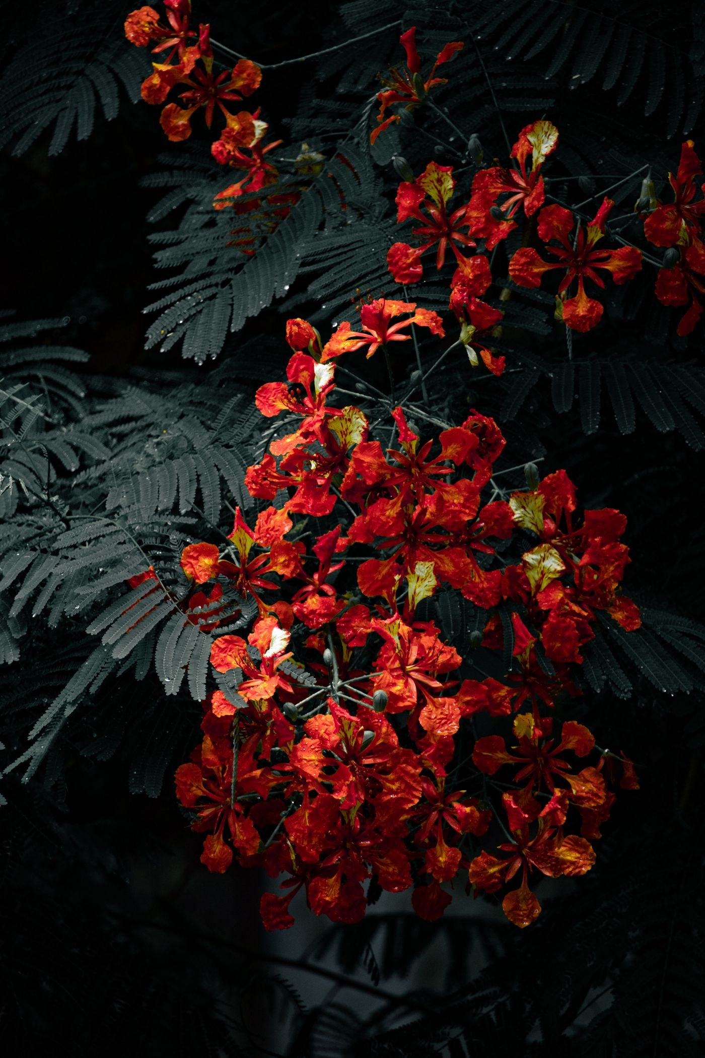 Cacho de flores vermelhas com folhagem escura ao fundo