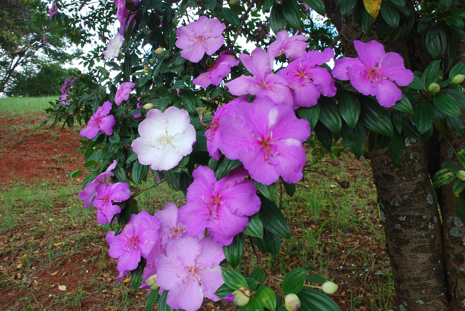 Cacho de flores em três tons junto ao tronco de um manacá