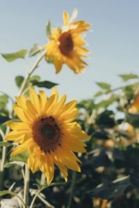 Girassol florido em um campo de girassóis em Holambra, São Paulo
