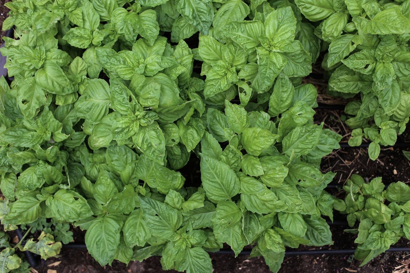 Canteiro com várias plantas de folhas verdes e macias