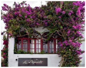 Fachada de casa coberta por primavera de brácteas pink