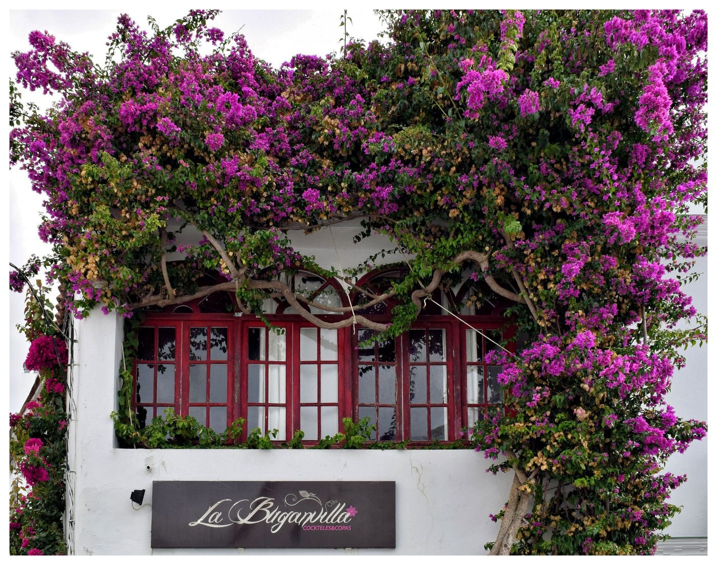 Fachada de casa coberta por primavera de brácteas pink
