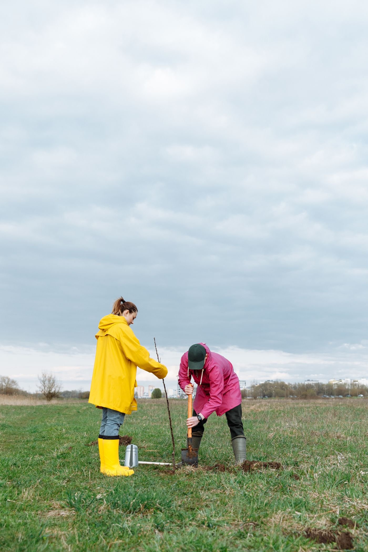 Casal plantando uma muda de árvore no campo em um dia nublado, boa época para plantar frutíferas