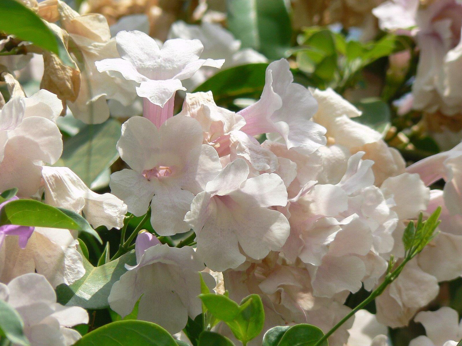 Flores de cipó-alho já desbotadas para o branco, no fim da florada