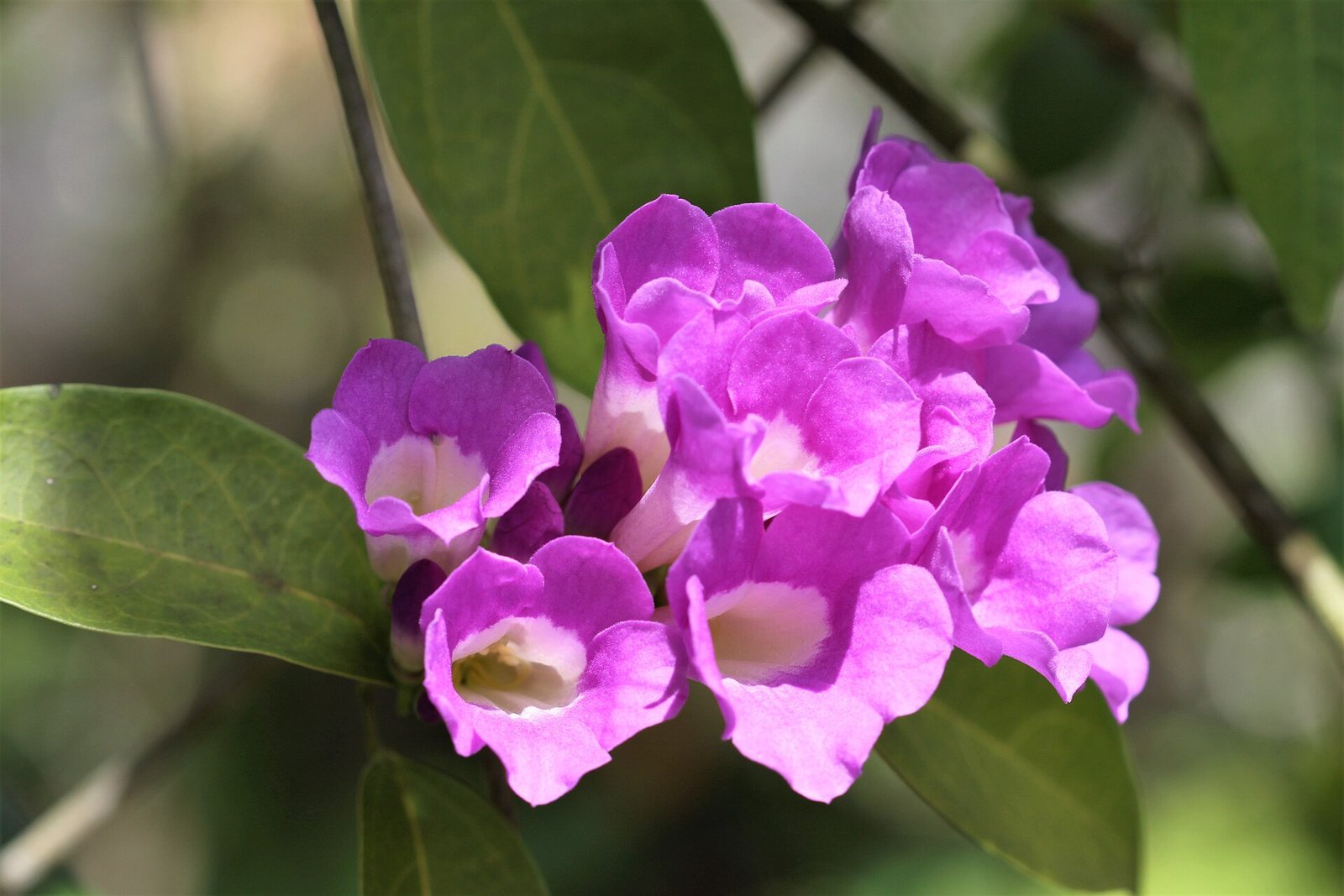 Cacho de flores roxas de cipó-alho em plena floração