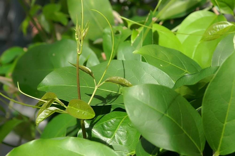 Folhas verdes, brilhantes e ovais da trepadeira