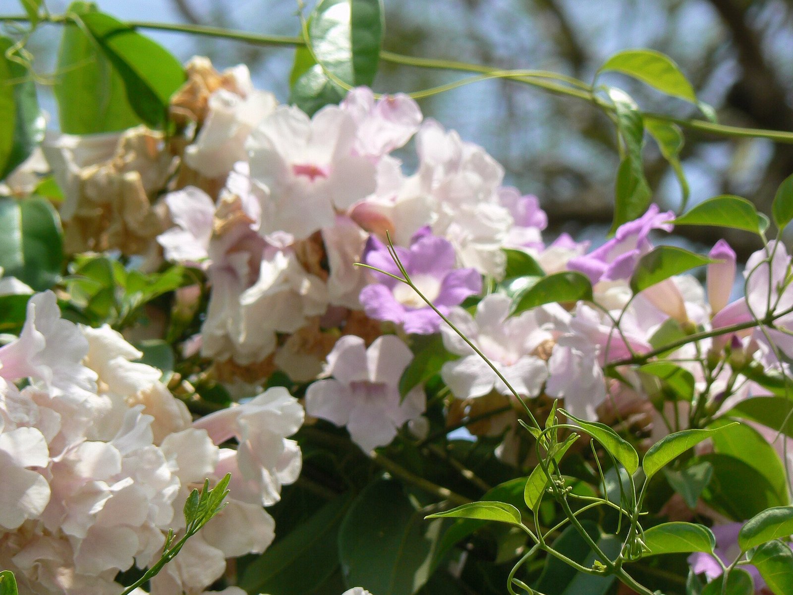 Flores lilás, rosadas e brancas na mesma trepadeira, mostrando a mudança de cor