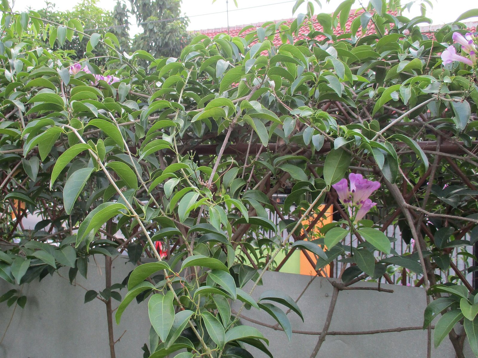Trepadeira cobrindo um muro, com algumas flores lilás
