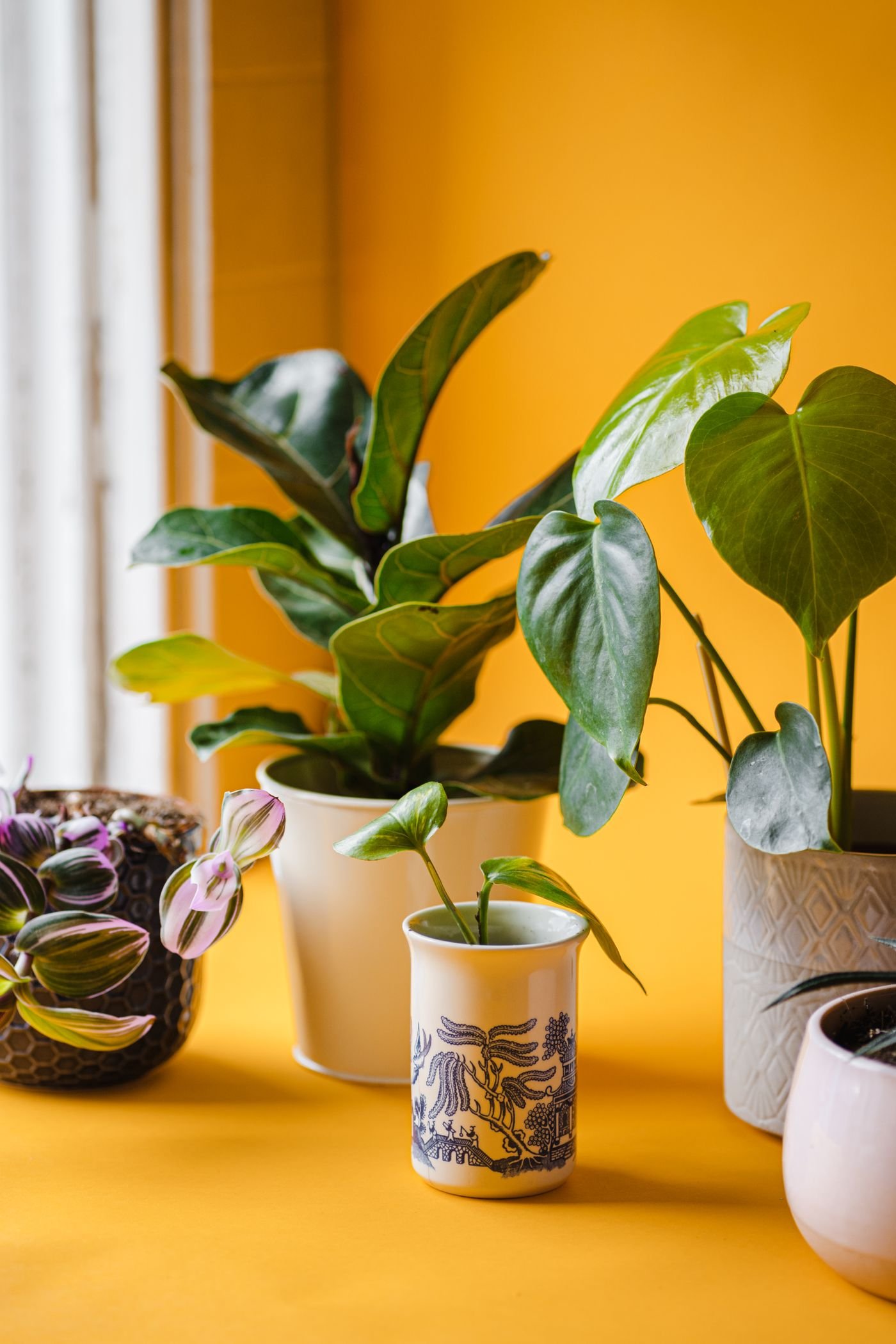 Coleção de plantas de interior em vasos contra parede amarela
