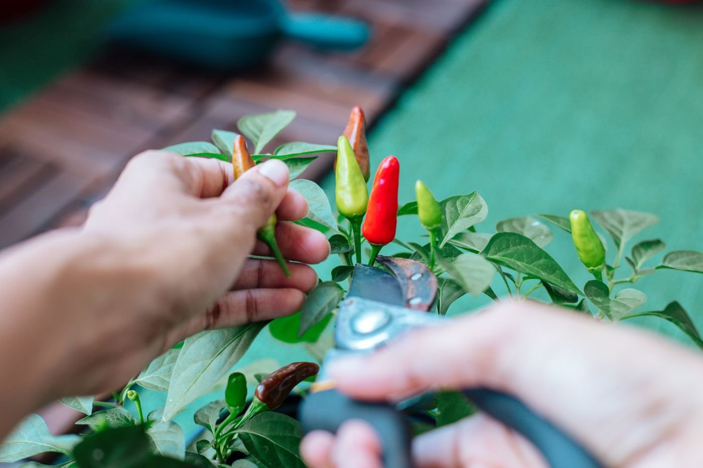 Mãos colhendo pimenta em vaso com tesoura de jardinagem