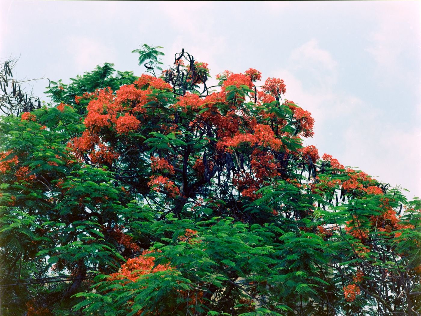 Copa larga e arredondada, com flores vermelhas sobre a folhagem verde