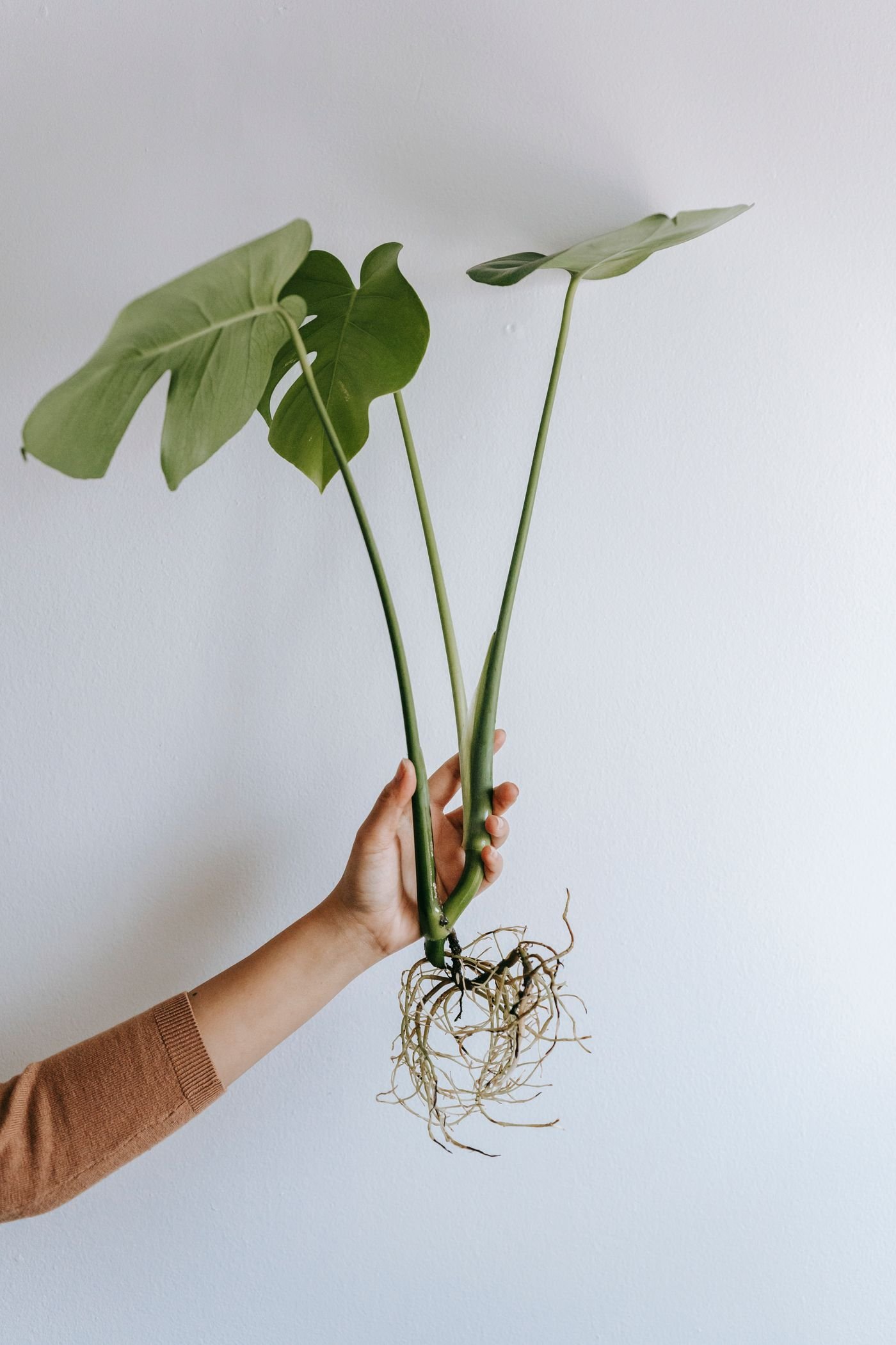 Planta jovem com folhas pouco recortadas e raízes à mostra