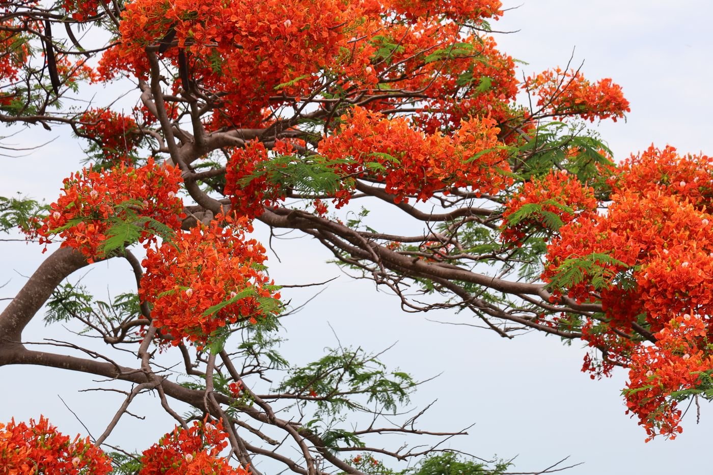 Galhos de flamboyant cobertos de flores vermelho-alaranjadas contra o céu claro