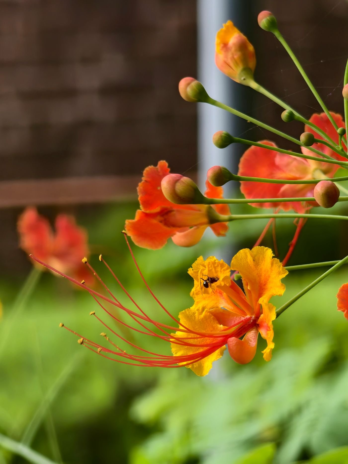 Flores amarelas e laranja da flor-pavão, de fios longos no centro