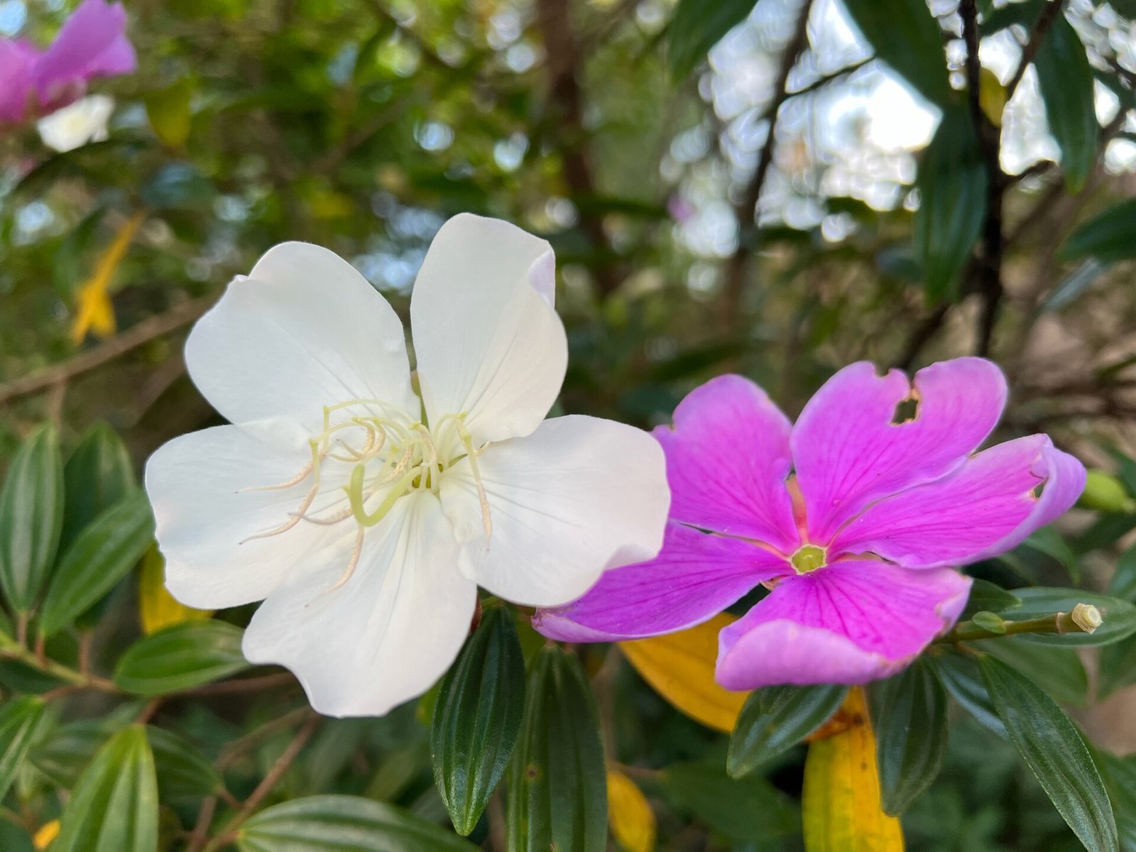 Uma flor branca e uma flor roxa lado a lado no mesmo ramo
