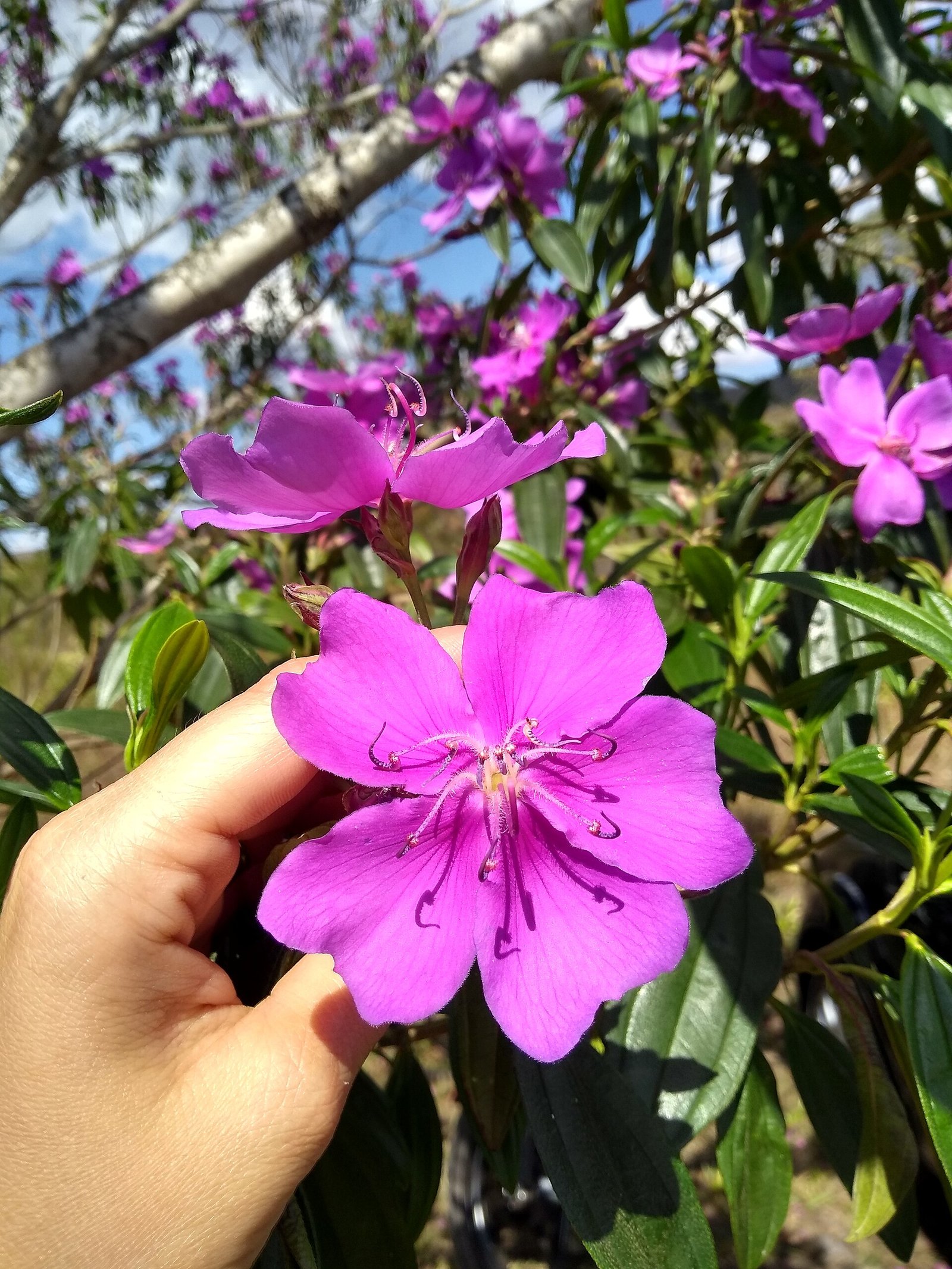 Flor roxa de manacá-da-serra segurada na palma da mão