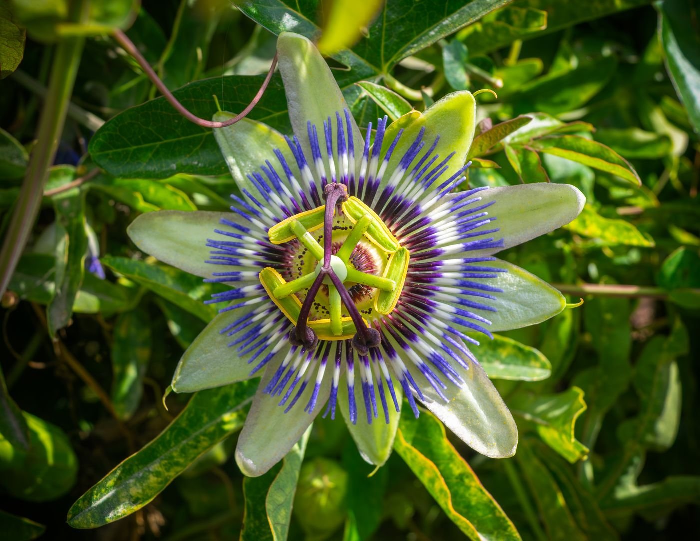 Flor de passiflora com coroa de filamentos roxos e brancos