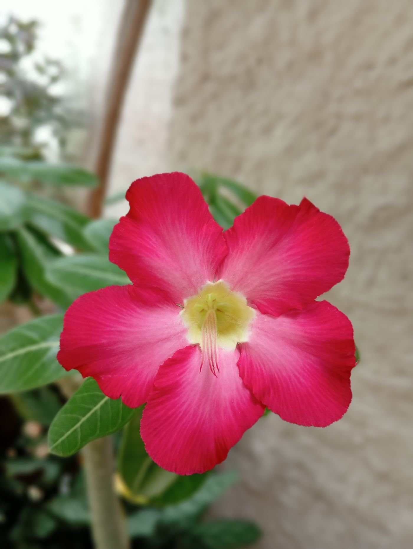 Flor pink de miolo claro iluminada pela luz natural