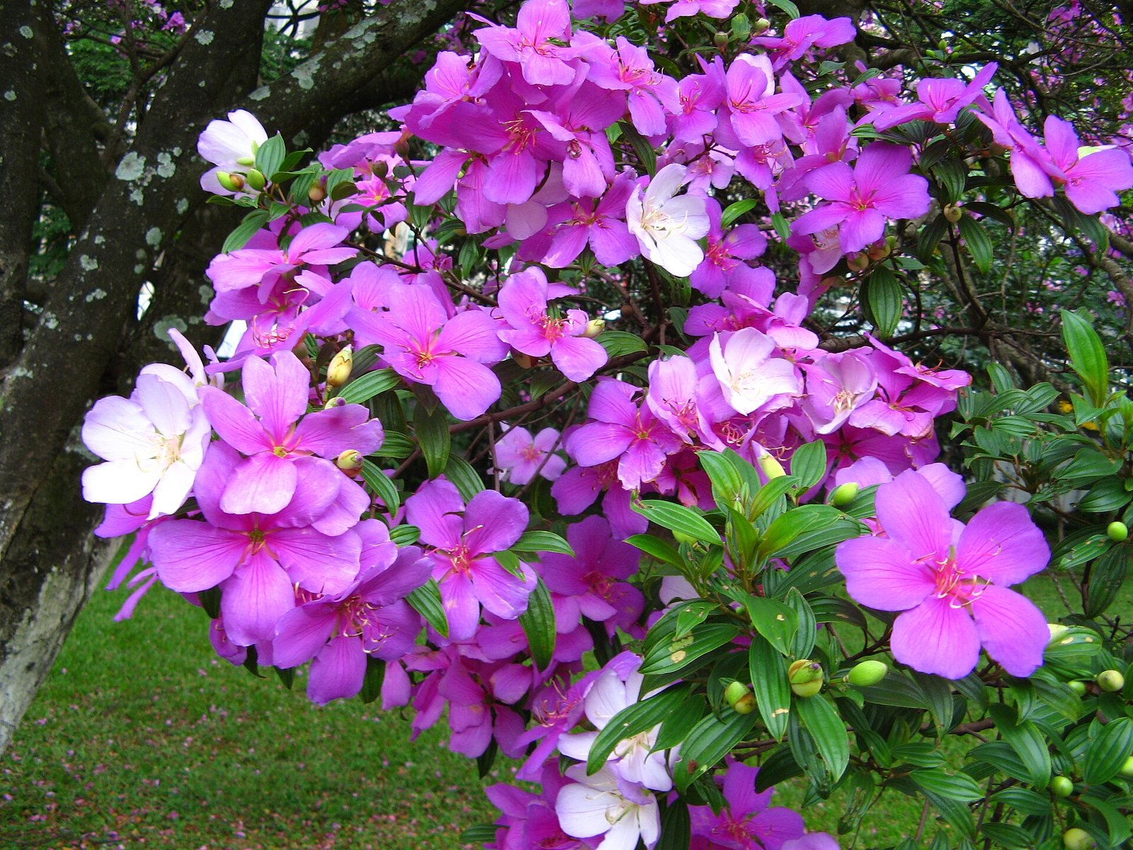 Flores brancas, rosas e roxas abertas ao mesmo tempo no mesmo arbusto