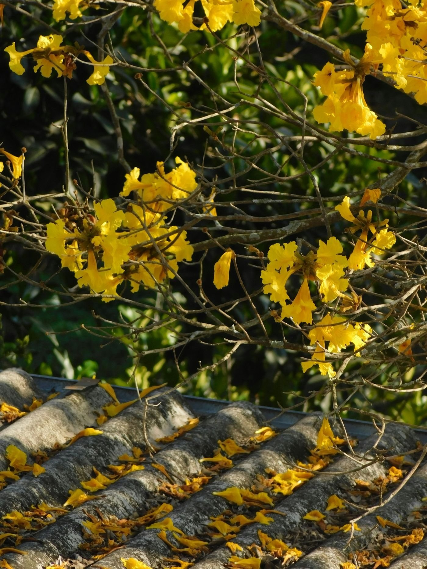 Cachos de flores amarelas de ipê nos galhos