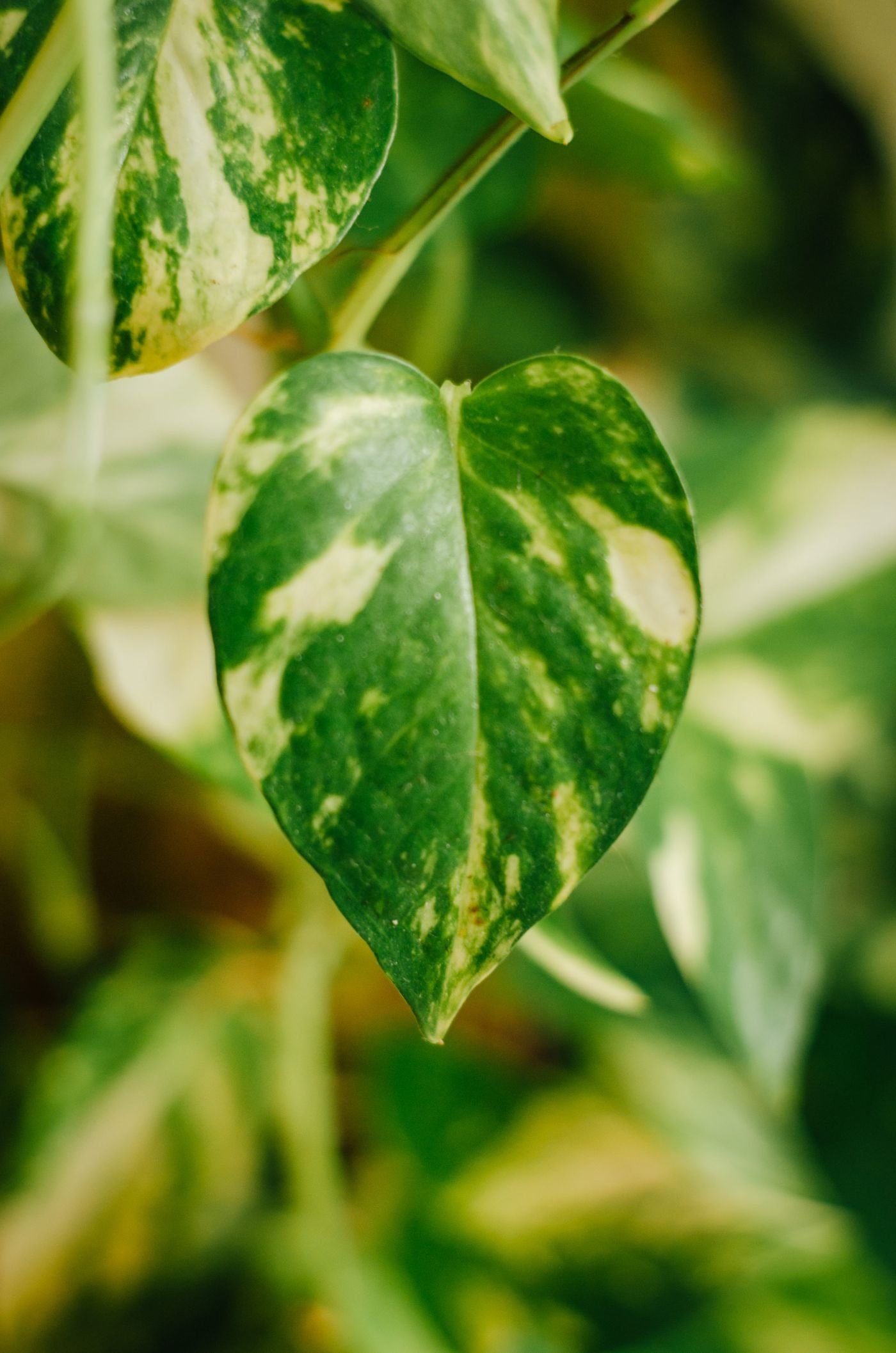 Folha variegada de jiboia Marble Queen, verde com manchas brancas