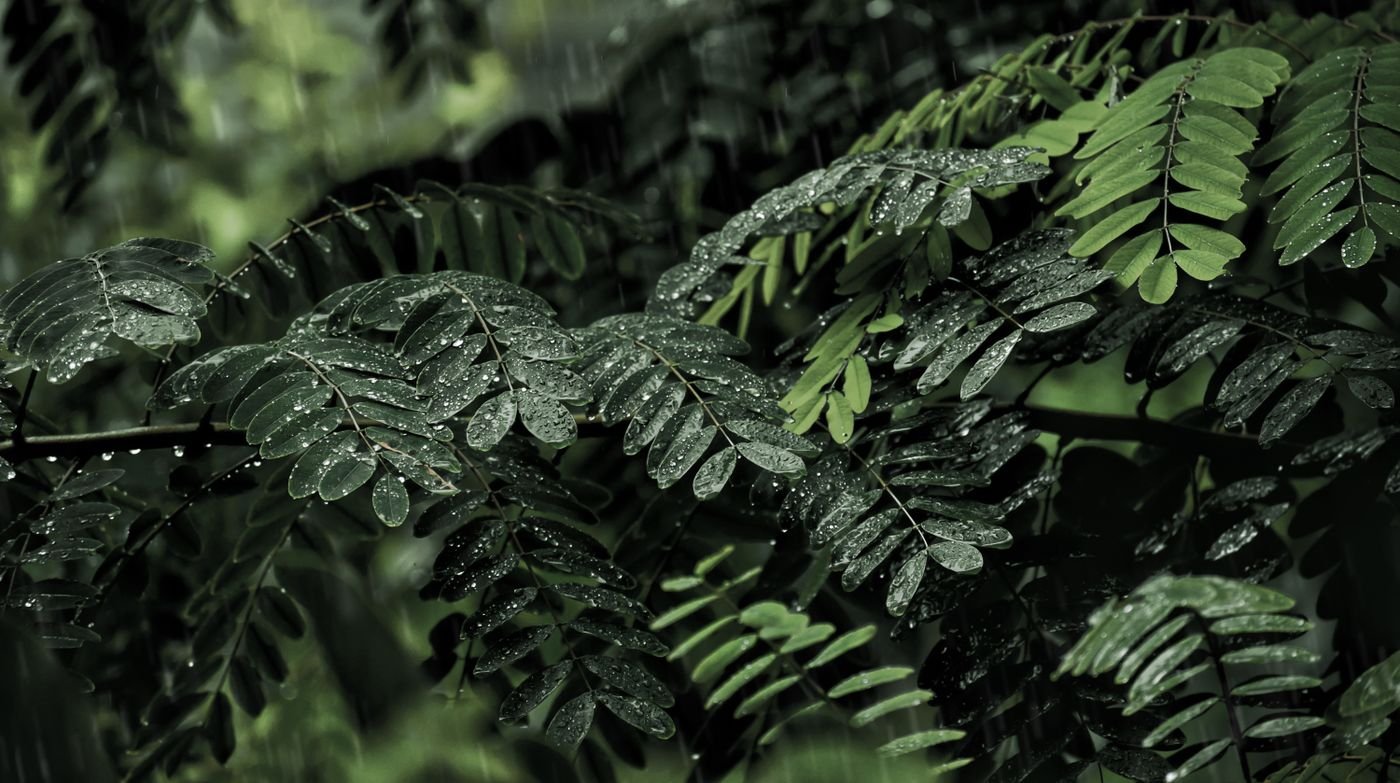 Folhas verdes cobertas de gotas de chuva