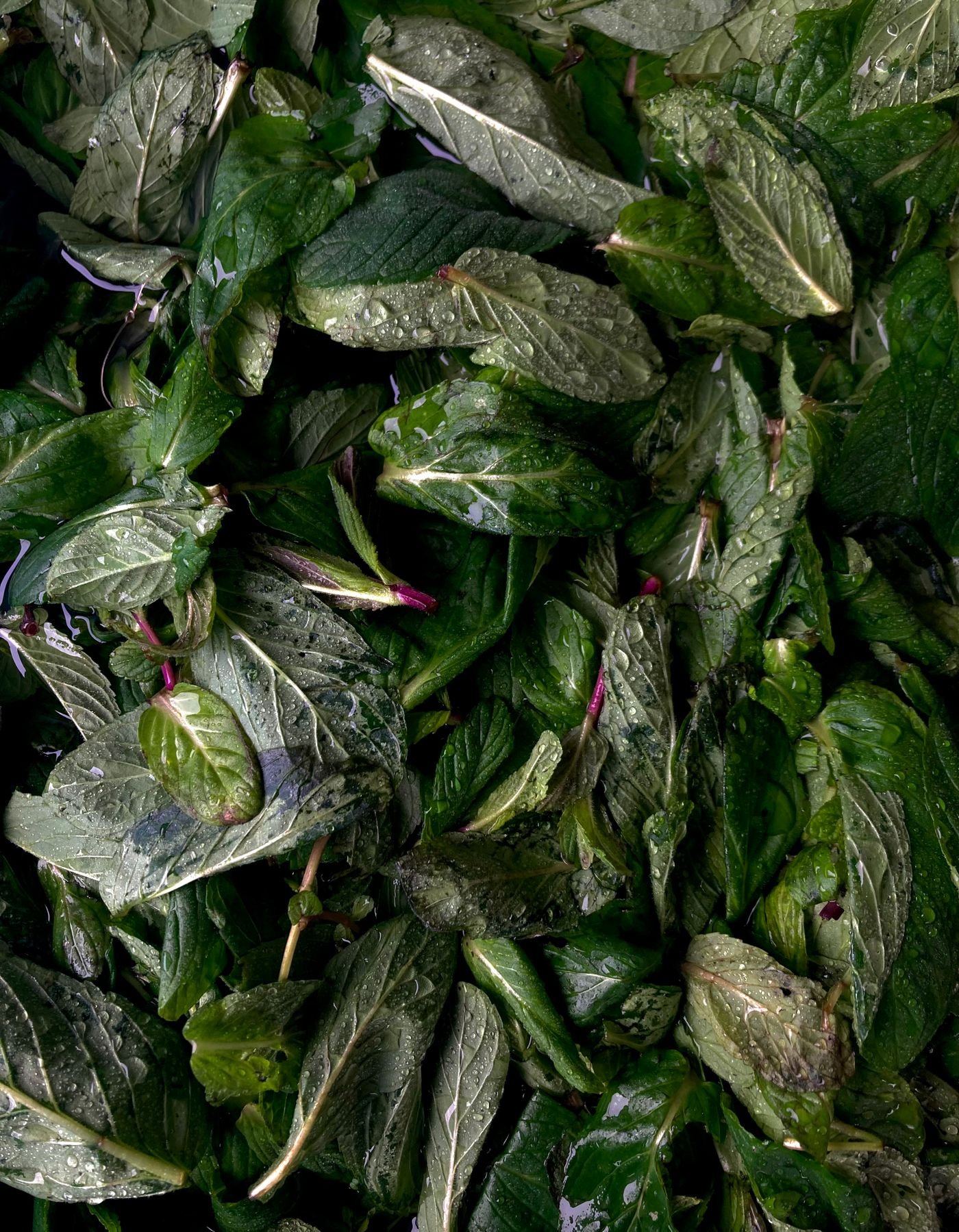 Folhas verdes com gotas de água vistas de perto