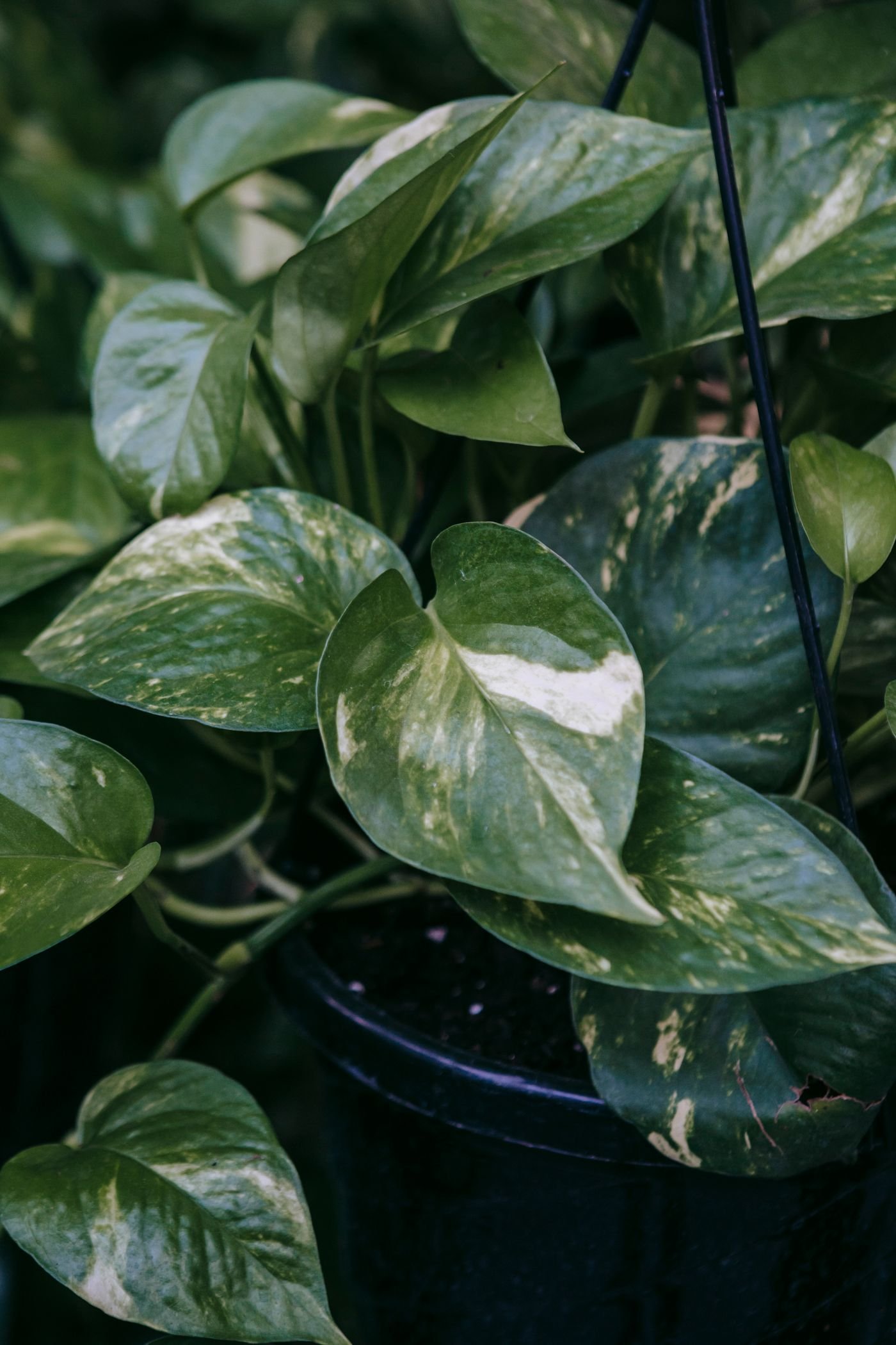 Folhas verdes com manchas amarelas de uma jiboia em vaso