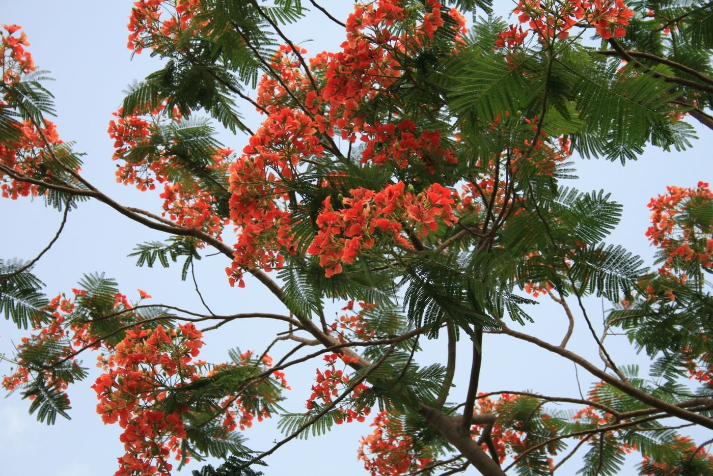 Folhas recortadas e flores vermelhas de flamboyant em plena floração