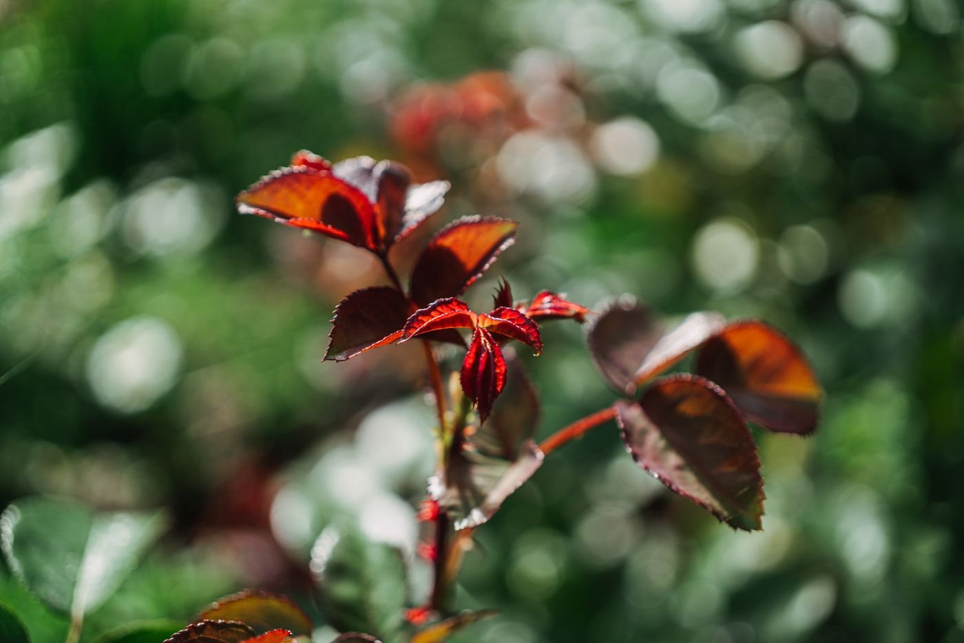Folhas novas avermelhadas e verdes de roseira, divididas em folíolos