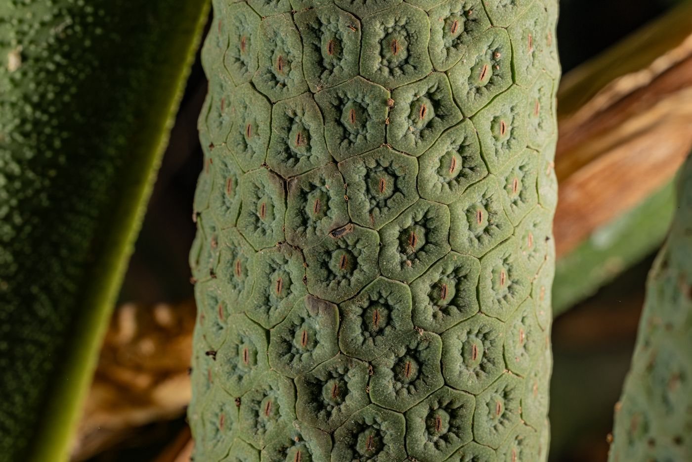 Espiga coberta de escamas hexagonais, da qual nasce o fruto
