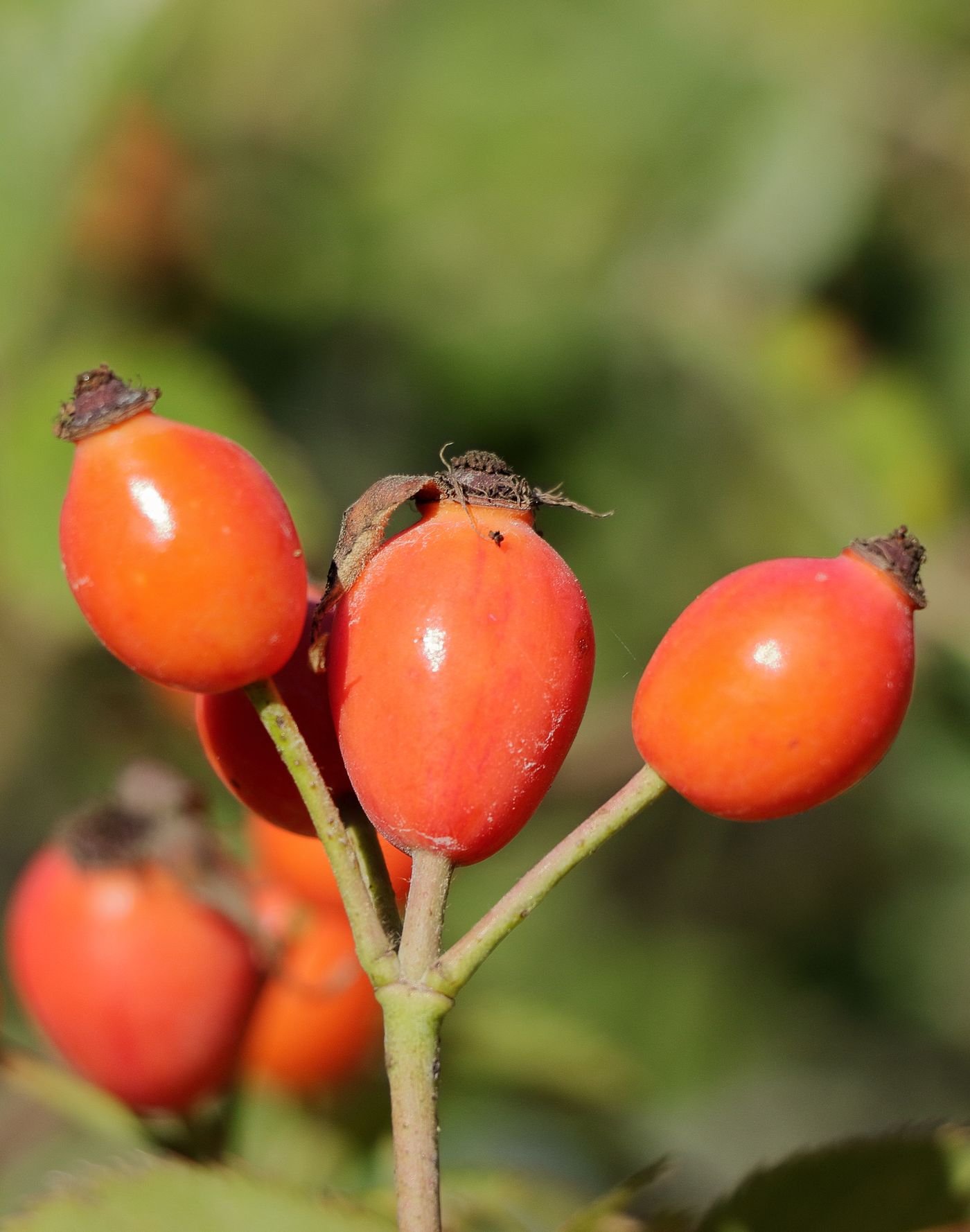 Frutos vermelhos de roseira, os chamados hips, num galho