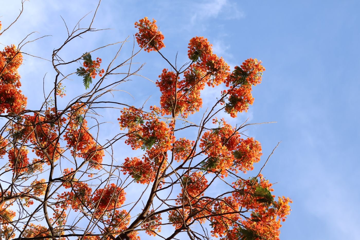 Galhos finos cheios de flores laranja sob céu azul