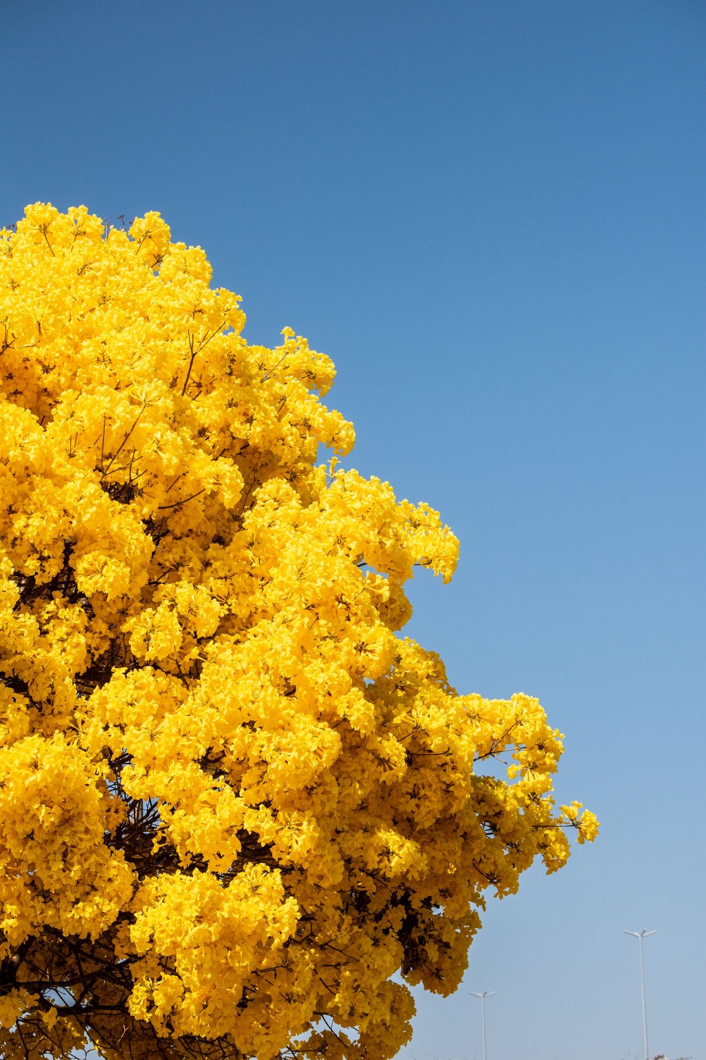 Ipê-amarelo florido contra o céu azul de Brasília