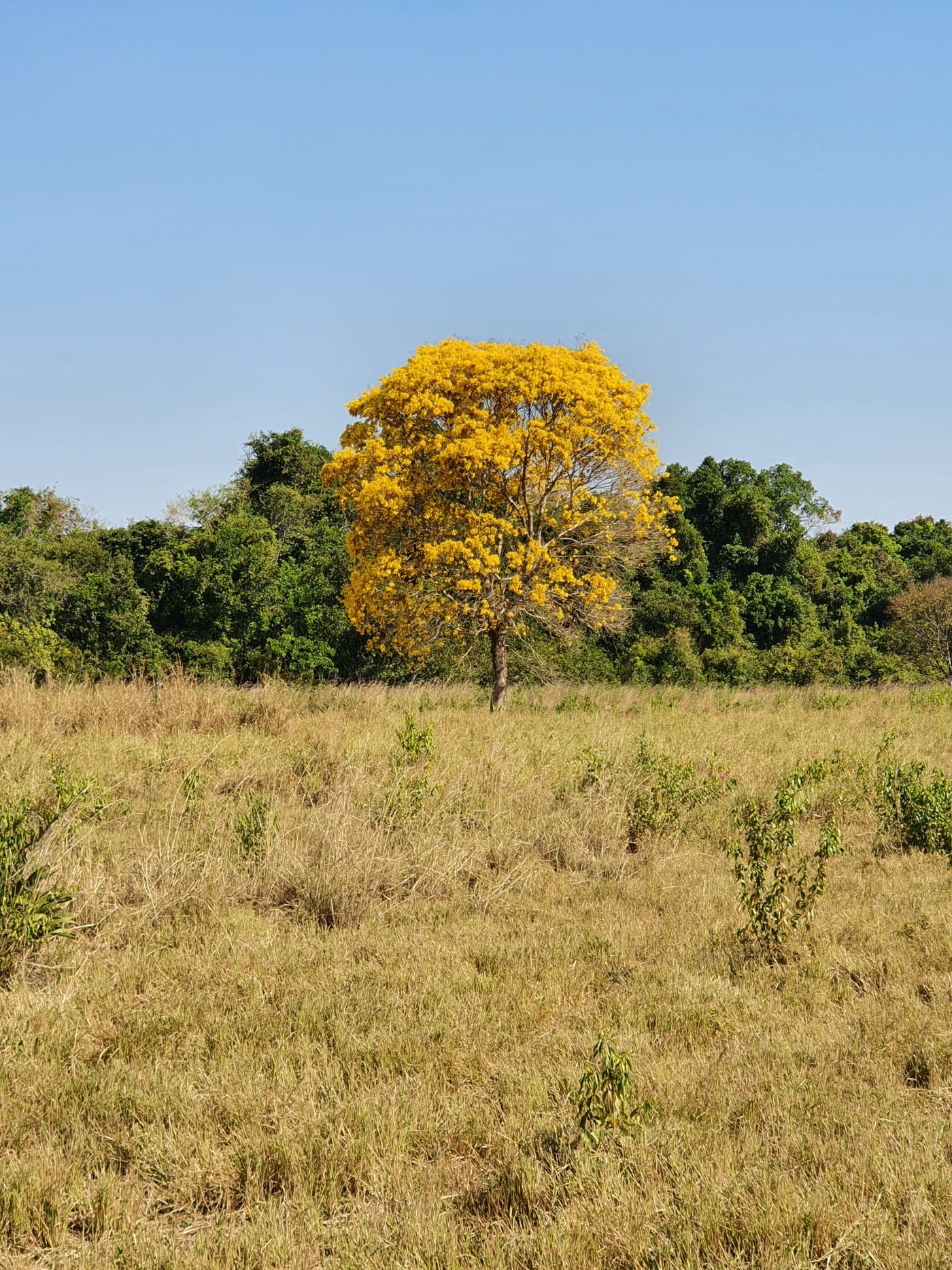 Ipê-amarelo solitário florido no meio do campo seco