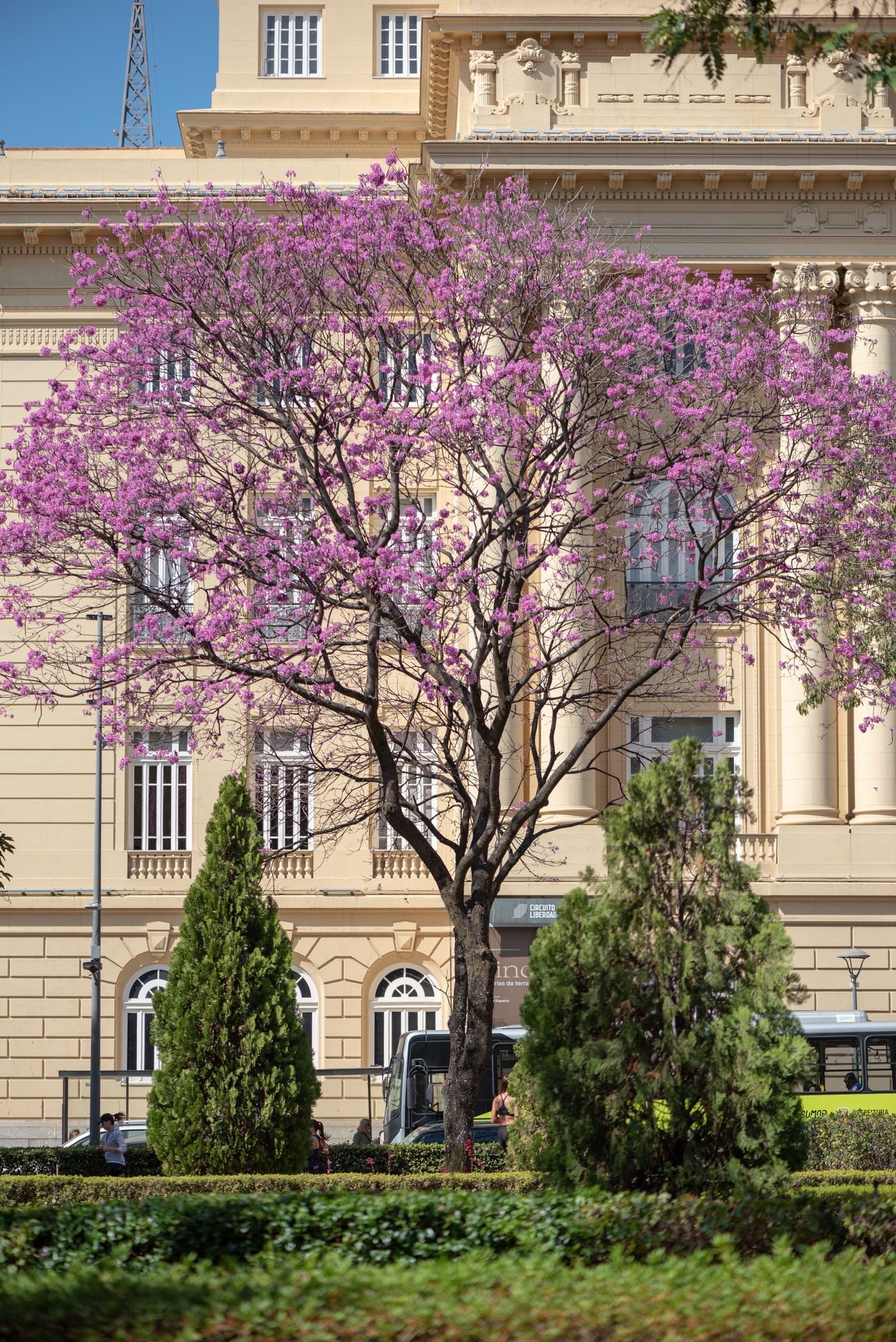 Ipês de flores rosadas diante de um prédio histórico em Belo Horizonte