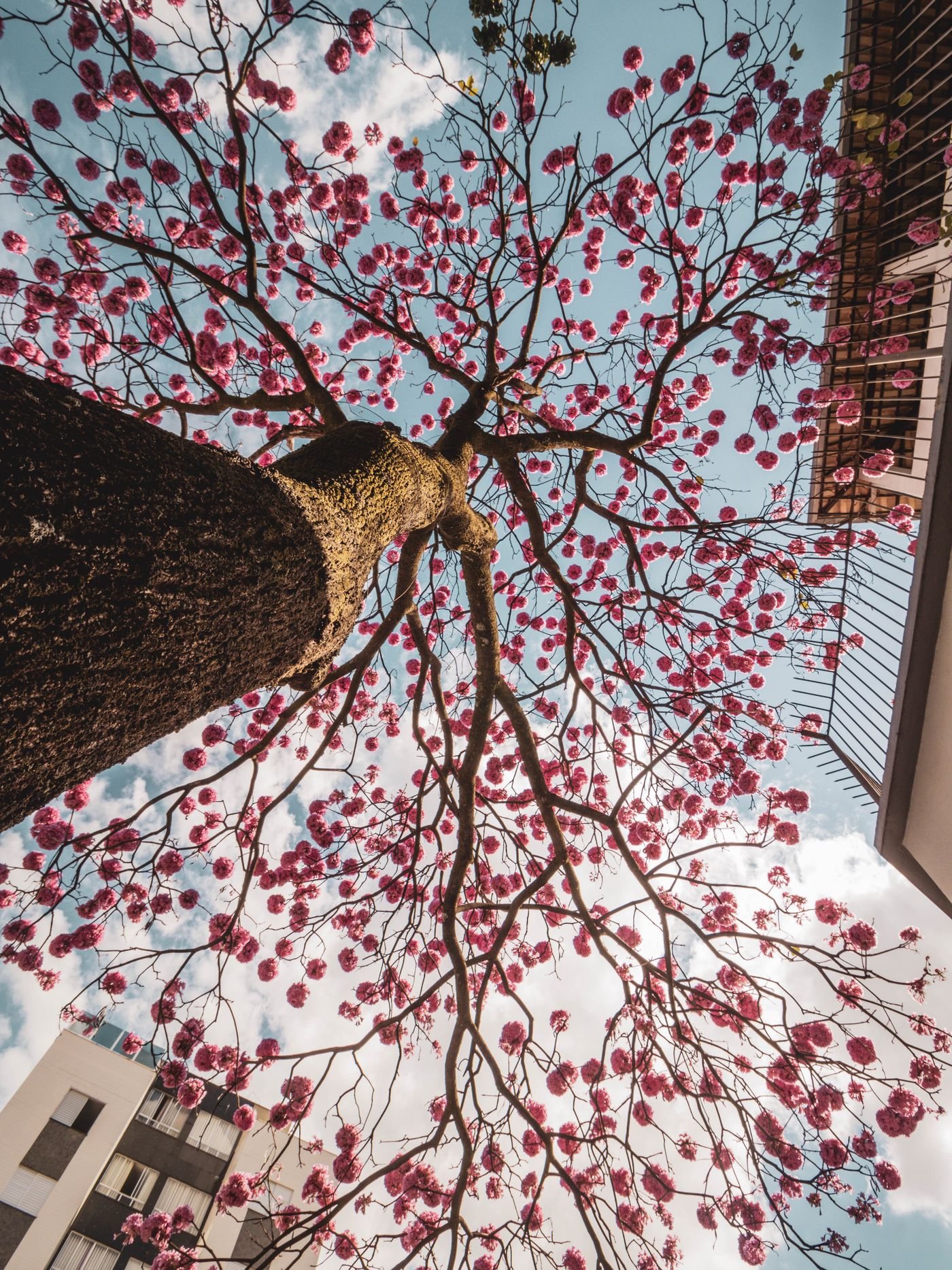 Copa de ipê de flores rosadas vista de baixo, na cidade